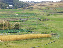 Foto di un sviluppo agricolo eritreo